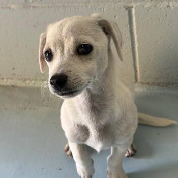 Chip -  Chihuahua Dog for Adoption in Goleta, California - Chip | PetCurious