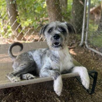 Mixed Breed Dogs Available for Adoption in Wayne, New Jersey - Fun Dip | PetCurious