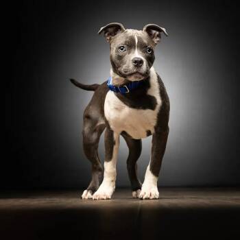 Lola -  American Bulldog and Mixed Breed Dog for Adoption in Jupiter, Florida - Lola | PetCurious