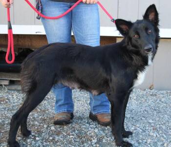 Jasmine -  Border Collie and Mixed Breed Dog for Adoption in Vacaville, California - Jasmine | PetCurious