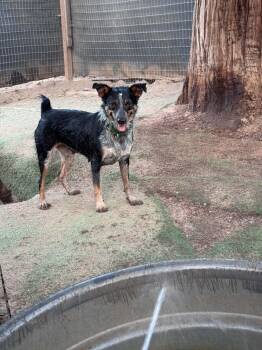 Artemis -  Australian Cattle Dog Blue Heeler Dog for Adoption in Bend, Oregon - Artemis | PetCurious