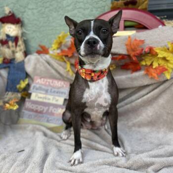 Kali -  Mixed Breed Dog for Adoption in Sarasota, Florida - Kali | PetCurious