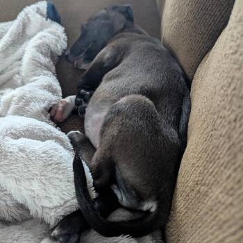 Bombshell D70668 -  Labrador Retriever and Feist Dog for Adoption in Minnetonka, Minnesota - Bombshell D70668 | PetCurious