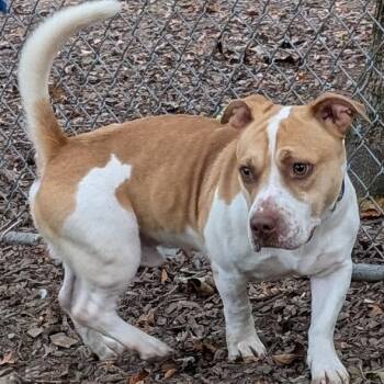 Rescue Mixed Breed Dogs for Adoption in Walden, New York - Theo | PetCurious