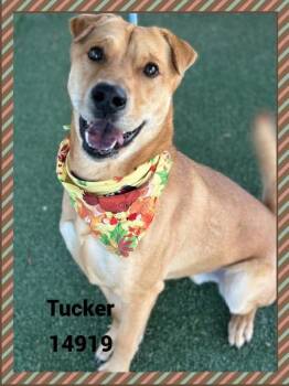 Rescue Shepherd and Shar Pei Dogs for Adoption in Marietta, Georgia - Tucker (824) | PetCurious