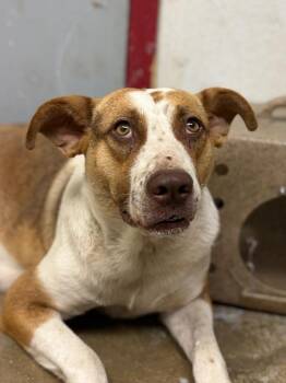 Anatolian Shepherd and Mixed Breed Dogs Available for Adoption in Lockhart, Texas - Clara Belle | PetCurious