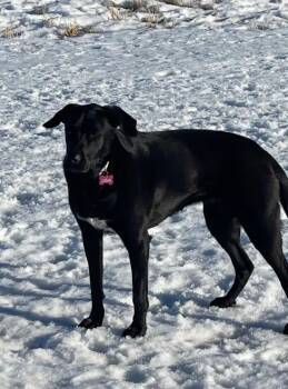 Logan -  Labrador Retriever and Mixed Breed Dog for Adoption in Heber City, Utah - Logan | PetCurious