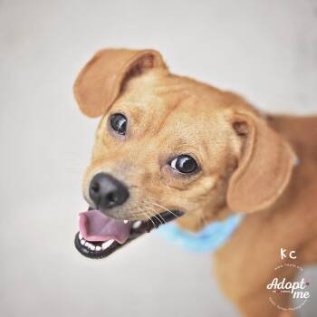 KC -  Chihuahua and Beagle Dog for Adoption in Humble, Texas - KC | PetCurious