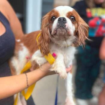 Empire -  Cavalier King Charles Spaniel Dog for Adoption in Campton Hills, Illinois - Empire | PetCurious