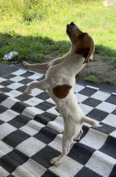 Parson Russell Terrier Dogs Available for Adoption in Columbia, Tennessee - Squeeky | PetCurious