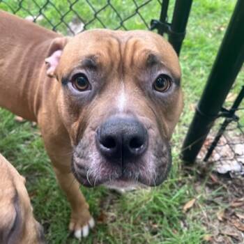 Rescue American Staffordshire Terrier and Boxer Dogs for Adoption in Greenville, South Carolina - Ernie | PetCurious