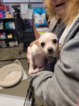 Rescue Chihuahua and Mixed Breed Dogs for Adoption in New Freedom, Pennsylvania - Chica | PetCurious