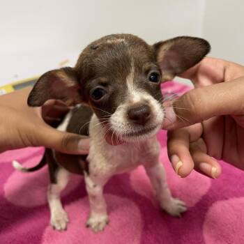 Pickled Asparagus -  Chihuahua Dog for Adoption in Austin, Texas - Pickled Asparagus | PetCurious