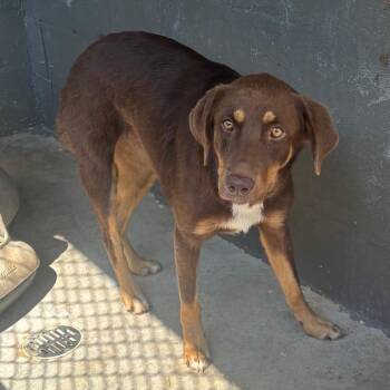 Brenda -  Chocolate Labrador Retriever Dog for Adoption in Clanton, Alabama - Brenda | PetCurious