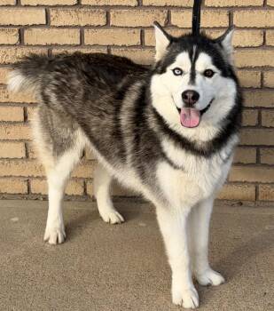 Siberian Husky Dogs Available for Adoption - Chadwick | PetCurious
