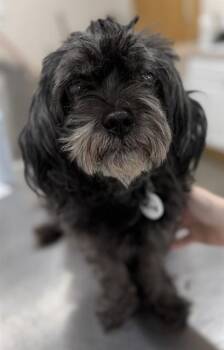 Maltese Dogs Available for Adoption - STEVE | PetCurious