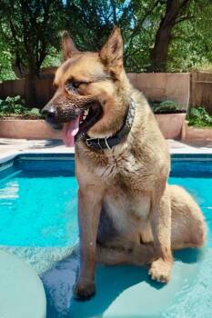 Pawly -  Shepherd Dog for Adoption in Kingman, Arizona - Pawly | PetCurious