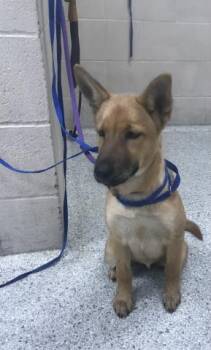 LEAH -  German Shepherd Dog and Mixed Breed Dog for Adoption in Conroe, Texas - LEAH | PetCurious