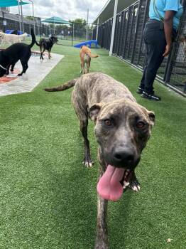Rescue Rottweiler and Mastiff Dogs for Adoption in Spring, Texas - Louie | PetCurious
