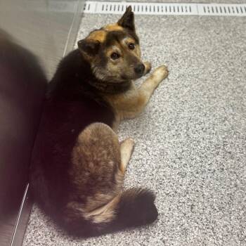 German Shepherd Dog and Mixed Breed Dogs Available for Adoption - Hershey | PetCurious