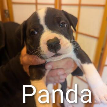 Panda D12364 -  Pit Bull Terrier and Husky Dog for Adoption - Panda D12364 | PetCurious