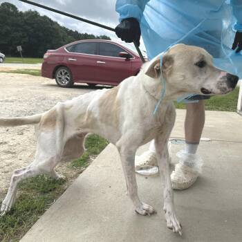Fred 4206 -  Great Dane and Mixed Breed Dog for Adoption in Loxahatchee Groves, Florida - Fred 4206 | PetCurious
