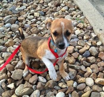 Dachshund and Chihuahua Dogs Available for Adoption - Rodman MV14178-T LOCAL Adoption Event In Marysville 2/20 And 2/2 | PetCurious