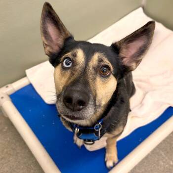 Robin -  German Shepherd Dog and Terrier Dog for Adoption in Woodinville, Washington - Robin | PetCurious