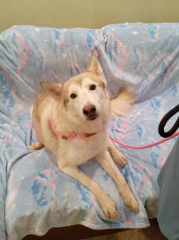 Charlotte -  Husky Dog for Adoption in Frazier Park, California - Charlotte | PetCurious