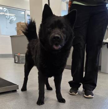 Chow Chow and Mixed Breed Dogs Available for Adoption in Indianapolis, Indiana - SAMMI | PetCurious