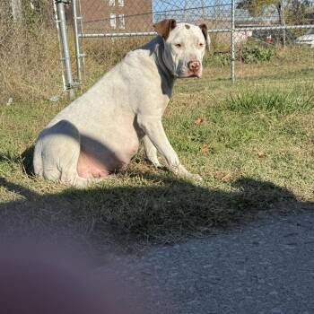 Rescue Pit Bull Terrier and American Staffordshire Terrier Dogs for Adoption in East St. Louis, Illinois - Scarlett | PetCurious