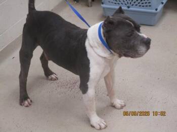 (51) -  Pit Bull Terrier Dog for Adoption in Marietta, Georgia - (51) | PetCurious