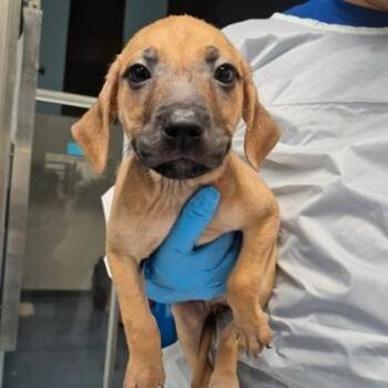 Ram -  Rhodesian Ridgeback and Mixed Breed Dog for Adoption in Morton Grove, Illinois - Ram | PetCurious