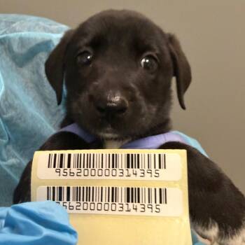 Ashlesha -  Mixed Breed Dog for Adoption in Charleston, West Virginia - Ashlesha | PetCurious