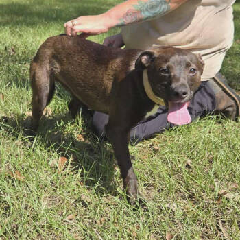 Rescue Terrier and Mixed Breed Dogs for Adoption in Tylertown, Mississippi - Lori | PetCurious