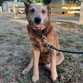 Bentley -  Cattle Dog Dog Available for Adoption in Lake Panasoffkee, Florida - Bentley | PetCurious