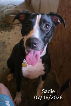 Sadie -  Great Dane and Border Collie Dog for Adoption in Warren, Rhode Island - Sadie | PetCurious