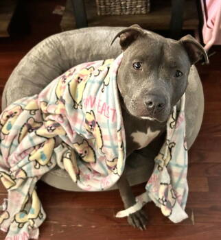 Rescue Pit Bull Terrier Dogs for Adoption in Rockville, Maryland - Melo | PetCurious