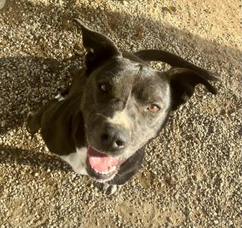 Pit Bull Terrier Dogs Available for Adoption - Candi | PetCurious