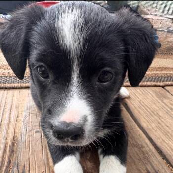 Mixed Breed Dogs Available for Adoption in Fredericksburg, Virginia - Zollos | PetCurious
