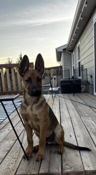 Jett -  German Shepherd Dog Dog for Adoption in Colorado Springs, Colorado - Jett | PetCurious