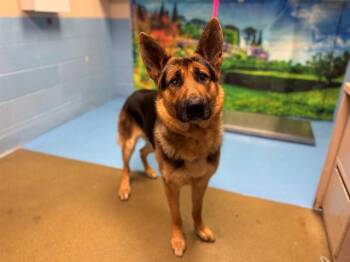 German Shepherd Dog and Mixed Breed Dogs Available for Adoption in Moreno Valley, California - CHEVY | PetCurious