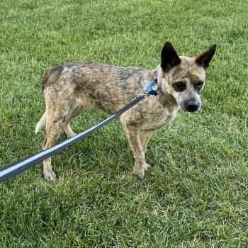 Edith -  Australian Cattle Dog Blue Heeler Dog for Adoption in Fort Collins, Colorado - Edith | PetCurious