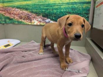 A554078 -  Labrador Retriever and Mixed Breed Dog for Adoption in Moreno Valley, California - A554078 | PetCurious