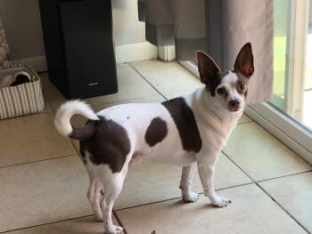 Rescue Chihuahua Dogs for Adoption in Plano, Texas - Remington | PetCurious