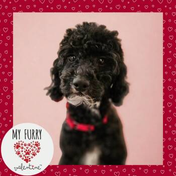 Poodle Dogs Available for Adoption - Emerald | PetCurious