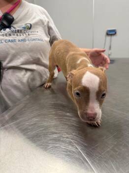 Semolina -  Pit Bull Terrier Dog for Adoption in Clarksville, Tennessee - Semolina | PetCurious