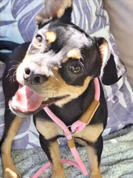 *METAPOD -  Terrier Dog for Adoption in Woodland, California - *METAPOD | PetCurious