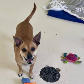 Brother 3127 -  Chihuahua and Mixed Breed Dog for Adoption in Loxahatchee Groves, Florida - Brother 3127 | PetCurious
