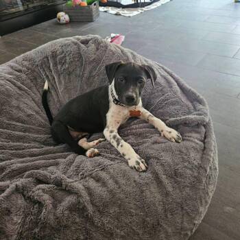 Bagel Crumb -  Labrador Retriever and Terrier Dog for Adoption in Waunakee, Wisconsin - Bagel Crumb | PetCurious